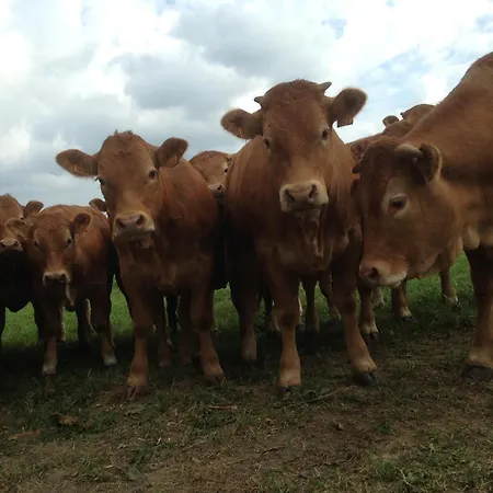 B&B Le Buisson Gouvy