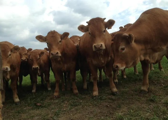 Couette-café Le Buisson Gouvy